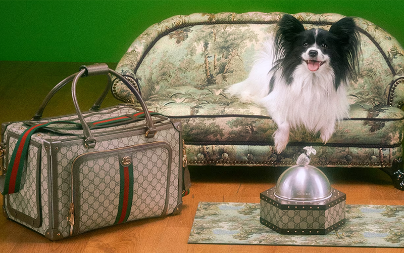 近日,Gucci就推出首個Pet Collection,為愛好時尚的寵物主人準備一系列服裝、配飾及家居用品,並把奢華皮革、GG帆布、經典印花圖騰融入設計當中。