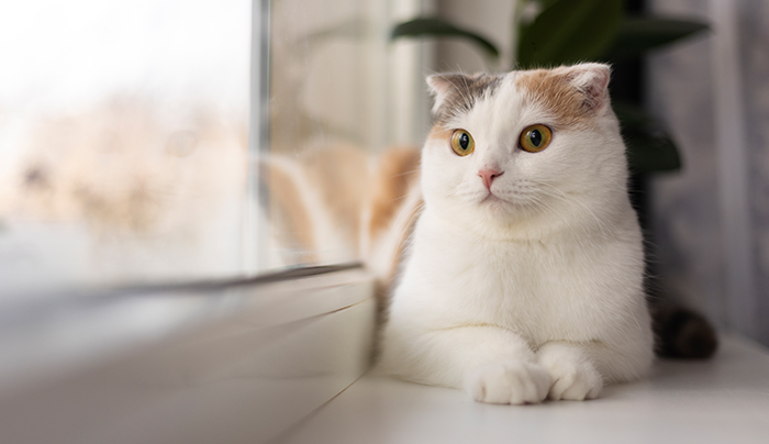 人氣Aimo7天然豌豆豆腐貓砂 兩秒吸水，三秒結團