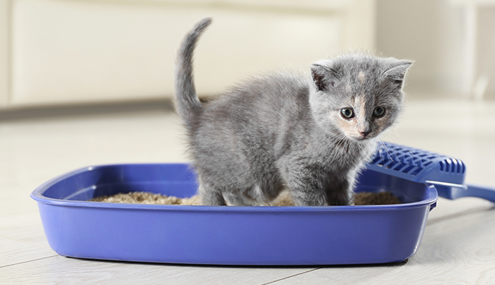 豆腐貓砂推薦2022_Aimo7天然豌豆豆腐貓砂 