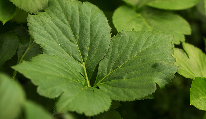 日本青汁推薦｜青汁成分：明日葉採用日本九州產的明日葉葉子，通過莖切口散發的黃色果汁中含有的有用成分「查爾酮」有抑制肥胖、促進血液循環的作用2。