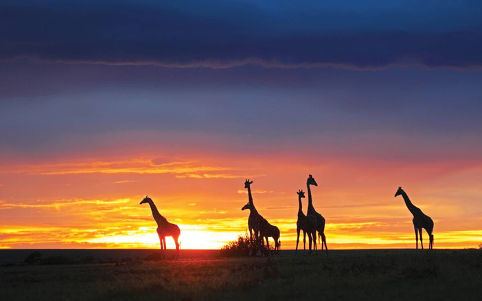 圖片來源：jetour另外，大家還可以登上特色觀光船漫遊於贊比西河上，沿河追蹤河馬、鱷魚、大象和珍稀鳥類，欣賞浪漫醉人日落美景，感歎大自然神奇奧妙的力量，真是一生必去一次的旅程！