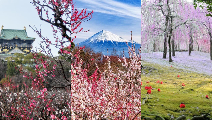 梅花-東京-大阪-京都-福岡-富士山-天滿宮-花期預測