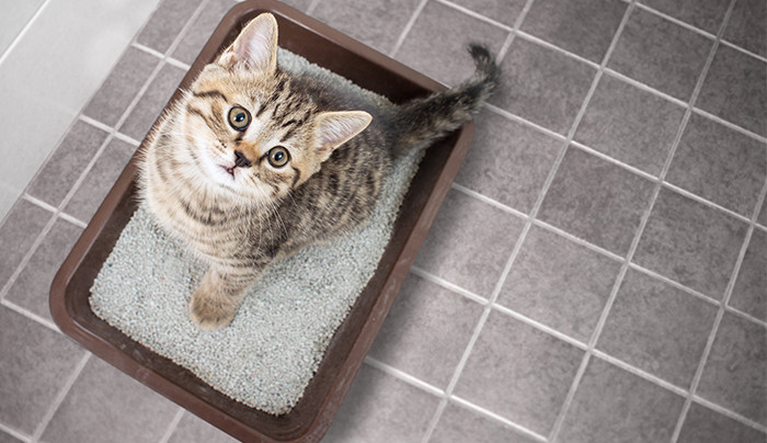 【新手養貓Q&A】哪種貓砂最防臭？貓砂可以直接冲廁所嗎？貓砂多久換一次？ 新手養貓Q&A_Petit_豆腐貓砂