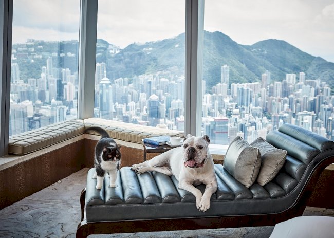 香港麗思卡爾頓酒店寵愛住宿之旅