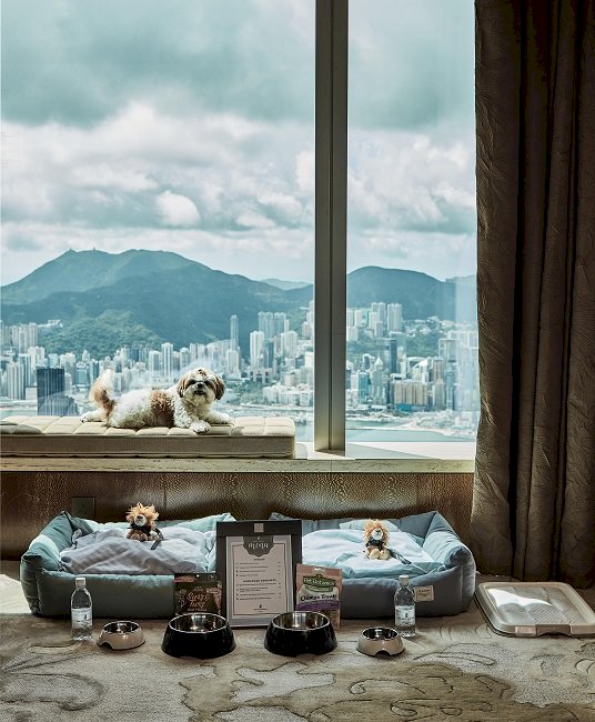 香港麗思卡爾頓酒店寵愛住宿之旅